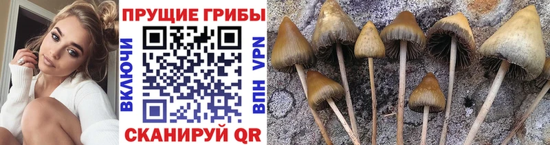 OMG рабочий сайт  Цимлянск  Галлюциногенные грибы прущие грибы  что такое наркотик 